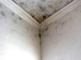 Reliable Newtown Grant, PA Mold Removal Solutions